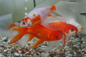 alimentacion de peces goldfish